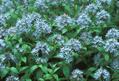   blue star